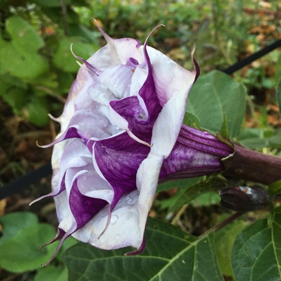 END STIGMAS DISEASE OF ADDICTION! - Picture 12 of 16